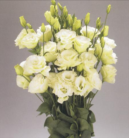 Photo de variété de fleurs à utiliser comme: Fleur coupée Lisianthus (Eustoma rusellianum) Advantage Green