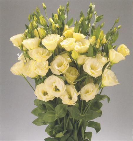 Photo de variété de fleurs à utiliser comme: Fleur coupée Lisianthus (Eustoma rusellianum) Advantage Yellow
