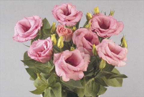 Photo de variété de fleurs à utiliser comme: Pot et Plante à massif Lisianthus (Eustoma rusellianum) Rosie Pink