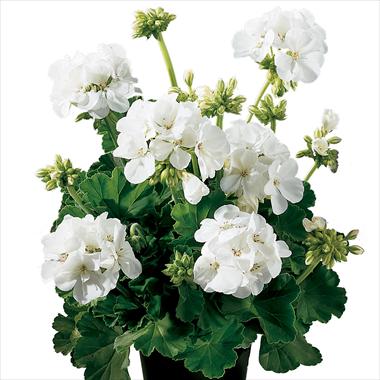 Photo de variété de fleurs à utiliser comme: Pot, Plante à massif, patio Pelargonium zonale Gen® Astra