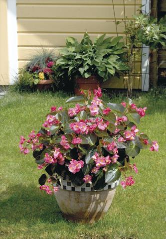 Photo de variété de fleurs à utiliser comme: Pot, Plante à massif, patio, Suspension Begonia x benariensis BIG