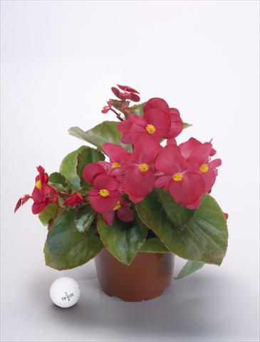 Photo de variété de fleurs à utiliser comme: Pot, Plante à massif, patio, Suspension Begonia x benariensis BIG