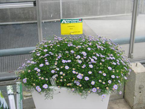 Photo de variété de fleurs à utiliser comme: Pot, patio, Suspension Brachyscome Surdaisy® Blue