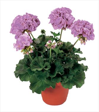 Photo de variété de fleurs à utiliser comme: Pot, Plante à massif, patio Pelargonium zonale Belmonte Blue