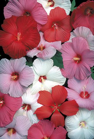 Photo de variété de fleurs à utiliser comme: Plante à massif/ plante de bordure Hibiscus moscheutos Galaxy