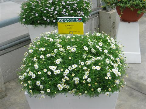 Photo de variété de fleurs à utiliser comme: Pot, patio, Suspension Brachyscome Surdaisy® White