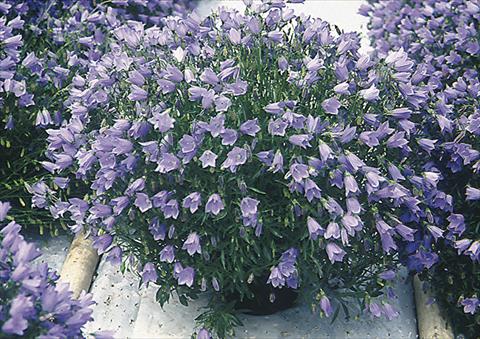 Photo de variété de fleurs à utiliser comme: Plante à massif/ plante de bordure Campanula cochleariifolia Bavaria Blue
