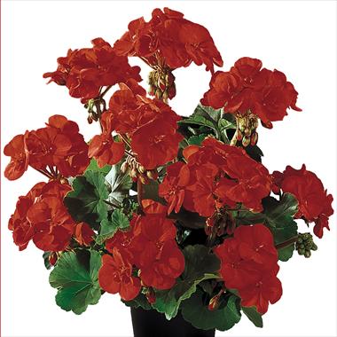 Photo de variété de fleurs à utiliser comme: Pot, Plante à massif, patio Pelargonium zonale Gen® Belmonte Red