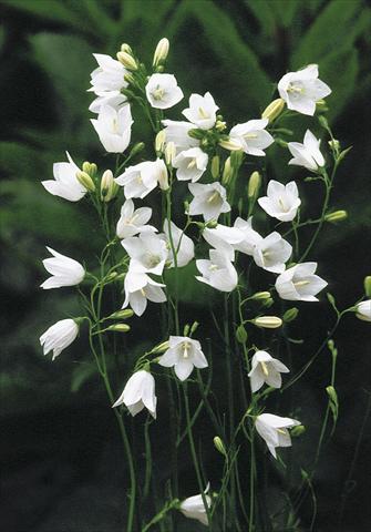 Photo de variété de fleurs à utiliser comme: Plante à massif/ plante de bordure Campanula rotundifolia White Gem