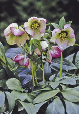 Photo de variété de fleurs à utiliser comme: Plante à massif/ plante de bordure Helleborus Orientalis-Hybr. Picotee Lady