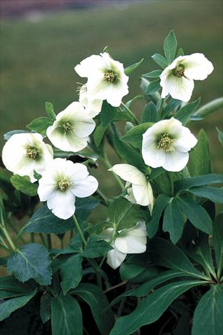 Photo de variété de fleurs à utiliser comme: Plante à massif/ plante de bordure Helleborus Orientalis-Hybr. White Lady