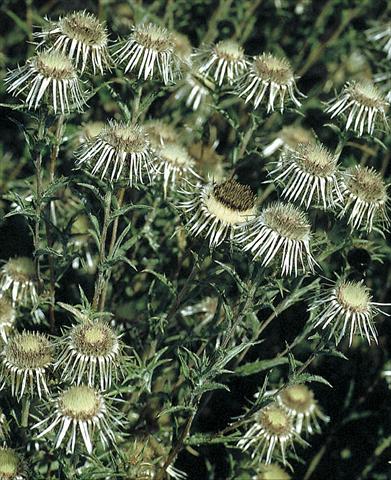 Photo de variété de fleurs à utiliser comme: Plante à massif/ plante de bordure Carlina vulgaris Silver Star