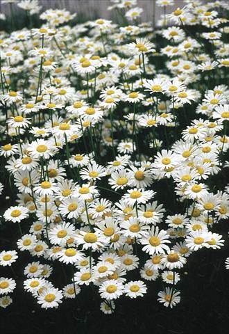 Photo de variété de fleurs à utiliser comme: Plante à massif/ plante de bordure Chrysanthemum leucanthemum Filigran