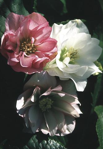 Photo de variété de fleurs à utiliser comme: Plante à massif/ plante de bordure Helleborus Orientalis-Hybr. Double Vision