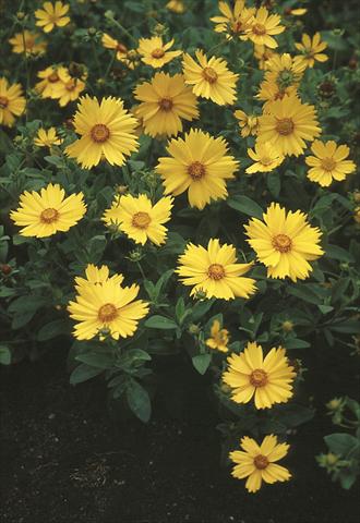 Photo de variété de fleurs à utiliser comme: Pot et Plante à massif Coreopsis pubescens Sunshine Superman