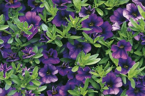 Photo de variété de fleurs à utiliser comme: Pot, Plante à massif, patio, Suspension Calibrachoa Callie® Dark Blue