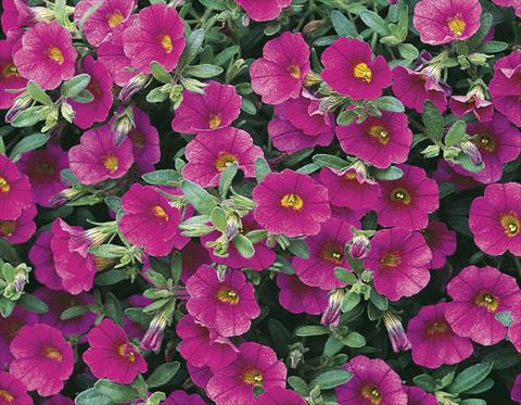 Photo de variété de fleurs à utiliser comme: Pot, Plante à massif, patio, Suspension Calibrachoa Callie® Rose