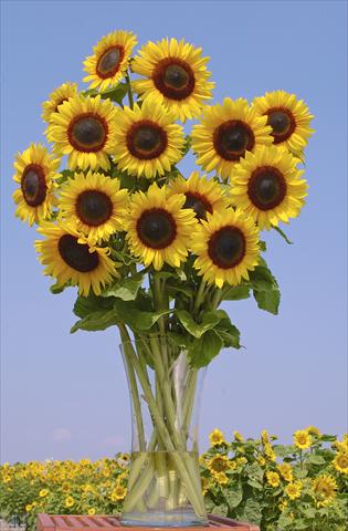 Photo de variété de fleurs à utiliser comme: Fleur coupée Helianthus annuus Full Sun Improved F1