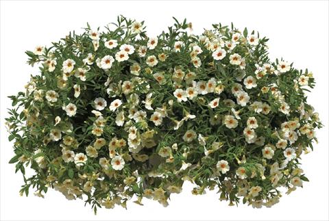 Photo de variété de fleurs à utiliser comme: Pot, Plante à massif, patio, Suspension Calibrachoa Callie® Cream with Eye