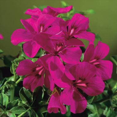 Photo de variété de fleurs à utiliser comme: Patio, pot Pelargonium peltatum Gen® Rainbow Neon