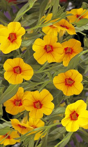 Photo de variété de fleurs à utiliser comme: Pot, Plante à massif, patio, Suspension Calibrachoa Callie® Gold with Red Eye