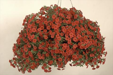 Photo de variété de fleurs à utiliser comme: Pot, Plante à massif, patio, Suspension Calibrachoa Callie® Scarlet 08