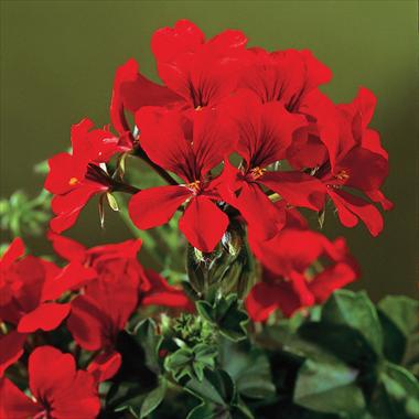 Photo de variété de fleurs à utiliser comme: Patio, pot Pelargonium peltatum Gen® Rainbow Red