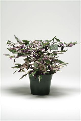 Photo de variété de fleurs à utiliser comme: Pot et Plante à massif Capsicum annuum Calico Ornamental Pepper
