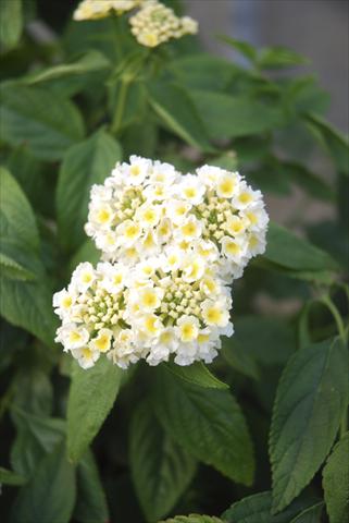 Photo de variété de fleurs à utiliser comme: Pot, Plante à massif, patio, Suspension Lantana camara TOP Calippo White