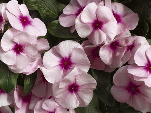Photo de variété de fleurs à utiliser comme: Pot et Plante à massif Catharanthus roseus - Vinca Nirvana© Pink Blush