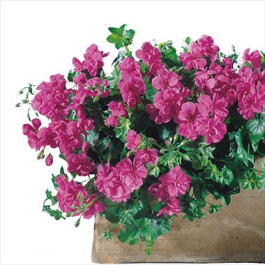 Photo de variété de fleurs à utiliser comme: Patio, pot Pelargonium peltatum Starbright Amethyst