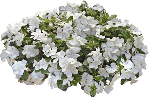 Photo de variété de fleurs à utiliser comme: Pot et Plante à massif Catharanthus roseus - Vinca Nirvana© White Improved