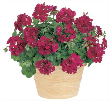 Photo de variété de fleurs à utiliser comme: Patio, pot Pelargonium peltatum Starbright Violet