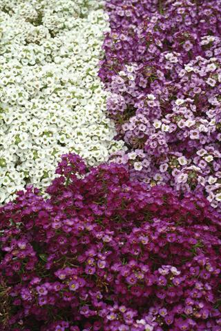 Photo de variété de fleurs à utiliser comme: Pot et Plante à massif Alyssum maritimum Clear Crystal Mixture