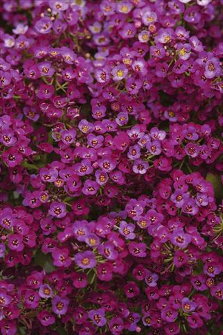 Photo de variété de fleurs à utiliser comme: Pot et Plante à massif Alyssum maritimum Clear Crystal Purple Shades