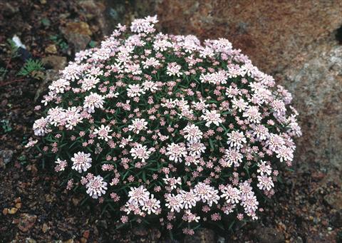 Photo de variété de fleurs à utiliser comme: Plante à massif/ plante de bordure Iberis aurosica Sweetheart