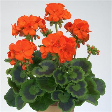 Photo de variété de fleurs à utiliser comme: Pot, Plante à massif, patio Pelargonium zonale Gen® Trend Orange