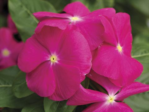 Photo de variété de fleurs à utiliser comme: Pot et Plante à massif Catharanthus roseus - Vinca Cora Pink