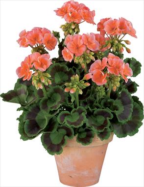 Photo de variété de fleurs à utiliser comme: Pot, Plante à massif, patio Pelargonium zonale Gen® Trend Salmon
