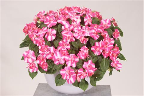 Photo de variété de fleurs à utiliser comme: Pot, Plante à massif, patio, Suspension Impatiens walleriana Silhouette® Rose Star