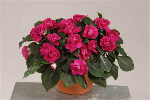 Photo de variété de fleurs à utiliser comme: Pot, Plante à massif, patio, Suspension Impatiens walleriana Silhouette® Purple
