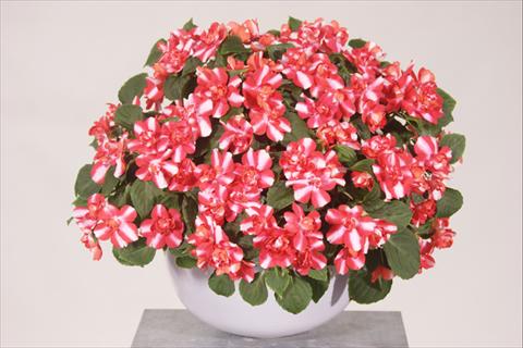 Photo de variété de fleurs à utiliser comme: Pot, Plante à massif, patio, Suspension Impatiens walleriana Silhouette® Red Star