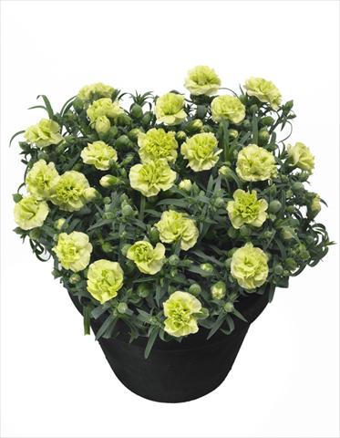 Photo de variété de fleurs à utiliser comme: Pot Dianthus Jade