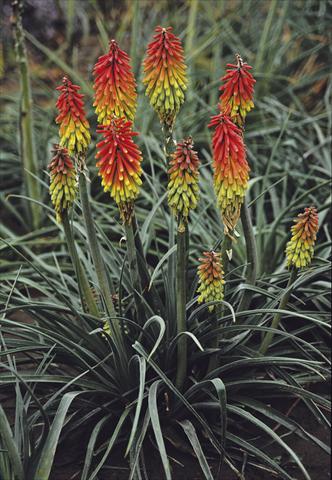Photo de variété de fleurs à utiliser comme: Plante à massif/ plante de bordure Kniphofia hirstuta Fire Dance