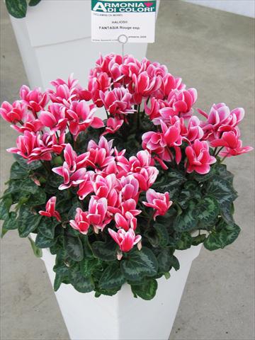 Photo de variété de fleurs à utiliser comme: Pot Cyclamen persicum Halios® Fantasia  Rouge