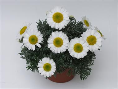 Photo de variété de fleurs à utiliser comme: Pot, Plante à massif, patio Leucanthemum Flirt