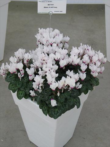 Photo de variété de fleurs à utiliser comme: Pot et Plante à massif Cyclamen persicum Metis® Blanc à oeil