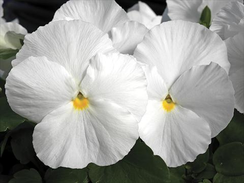 Photo de variété de fleurs à utiliser comme: Pot et Plante à massif Viola wittrockiana Karma White Imp