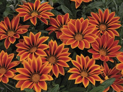 Photo de variété de fleurs à utiliser comme: Pot et Plante à massif Gazania Kiss Orange Flame