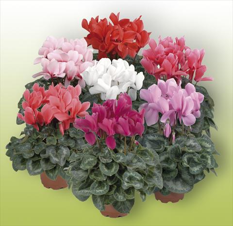 Photo de variété de fleurs à utiliser comme: Pot Cyclamen persicum Rainier Mix